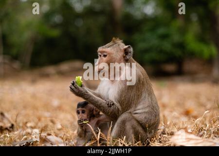 Ein Rhesusmakak (Macaca mulatta) und sein Baby, das Bananen isst Stockfoto