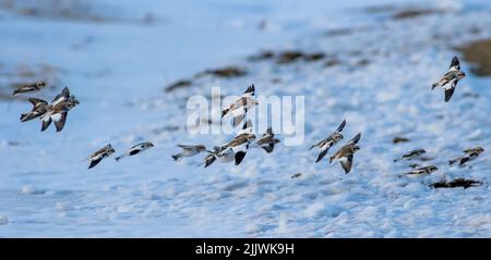 Eine Schar von Schneeverwehungen, die über schneebedeckten Boden in Kanada fliegen. Stockfoto