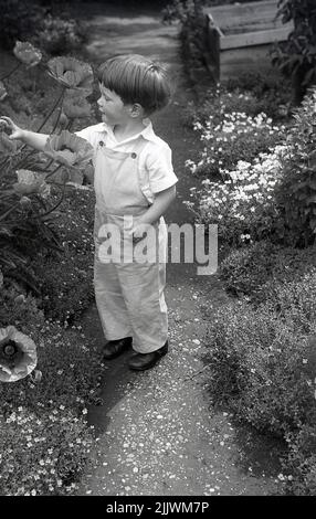 1960s, historisch, draußen im Hintergarten, auf einem schmalen Pfad, ein kleiner Junge in Baumwoll-Latzhose, an einem Blumenbeet, der die Pflanzen betrachtet, England, Großbritannien. Stockfoto