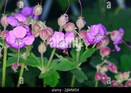 Rock Cranes-Bill, Hardy Geranium, Wild Geranium 'Czakor' (Geranium macrorrhizum) Stockfoto