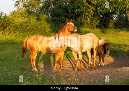 Pferde, die bei Sonnenuntergang auf einem Feld spazieren. Stockfoto