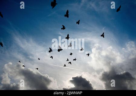 Taubenschar im Flug, der gegen den teilweise bewölkten Himmel geschildet wurde Stockfoto