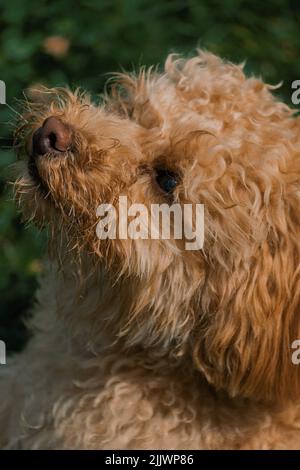 Nahaufnahme und vertikale Aufnahme eines niedlichen Hundes Stockfoto