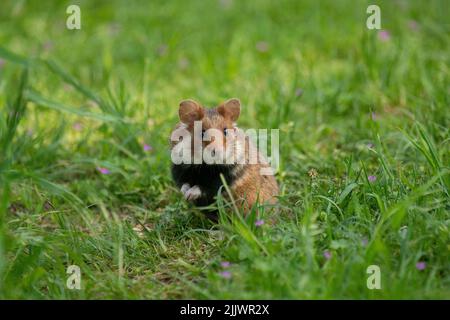 Eine Nahaufnahme eines europäischen Hamsters auf dem Gras, Cricetus cricetus Stockfoto