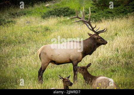 Ein männlicher Elch, der auf einem großen Grasfeld im Jasper National Park steht. Zwei Weibchen lagen daneben auf dem Boden. Stockfoto