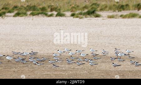 Gruppe von Sandwichseeschwalben (Sterna sandvicensis) und Schwarzkopfmöwen (Chroicocephalus ridibundus), die am Strand stehen, alle in Windrichtung Stockfoto