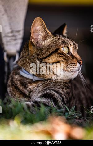 Eine vertikale Nahaufnahme einer tabby-Katze, die in die Ferne starrt, wobei Gras im Vordergrund nicht scharf ist Stockfoto