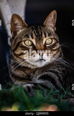 Eine vertikale Nahaufnahme einer tabby-Katze, die in die Ferne starrt, wobei Gras im Vordergrund nicht scharf ist Stockfoto