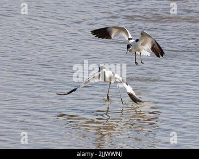 Pied Avocet (Recurvirostra avosetta) jagt während eines Territorialstreits in einem Süsswassermoor einen anderen im Flug, Gloucestershire, Großbritannien, Juni. Stockfoto