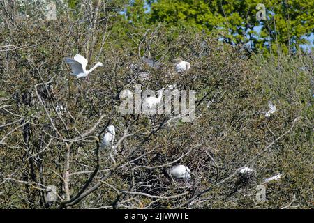 Silberreiher (Egretta garzetta) fliegen zu einem Baumkronennest zusammen mit Rinderreihern (Bubulcus ibis) und Graureiher (Ardea cinerea) Hampshire, Großbritannien, April. Stockfoto