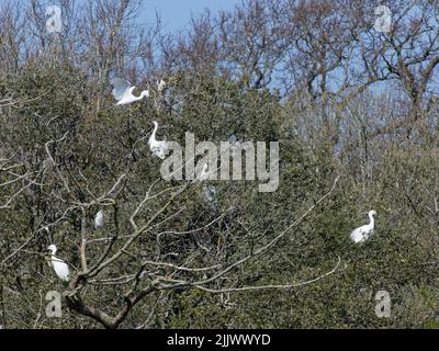 Kleiner Reiher (Egretta garzetta), der mit einem Stock für sein Nest in einer Baumkronenkolonie neben Graureiher (Ardea cinerea) landet, Hampshire, Großbritannien, März. Stockfoto