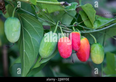 Ivy Gourd (wissenschaftlicher Name: Coccinia grandis). Rote reife und rohe Früchte hängen am Baum Stockfoto