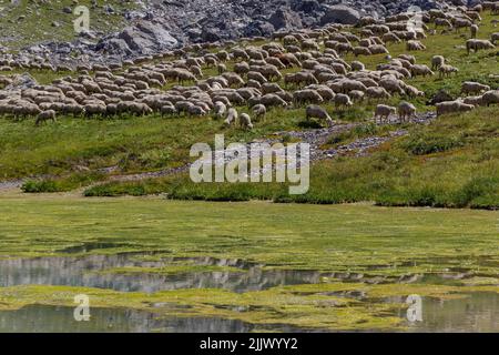 Eine Herde weidet an einem sonnigen Tag Gras in den Bergen im Col du Galibier, Frankreich Stockfoto