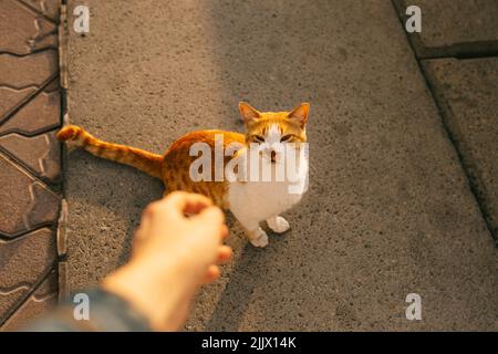 Von oben anonymen Person, die die Hand ausstreckt, bis zu neugierigen streunenden Katzen, die abends in Doha, Katar, auf sonnenbeschienenen Pflastersteinen sitzen Stockfoto