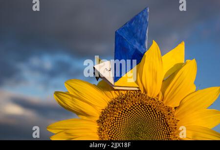 Papiertaube des Friedens, Flügel in gelb-blauen Farben der ukrainischen Flagge gemalt, sitzt auf Sonnenblumenblume, von der Sonne gegen den Himmel beleuchtet. Unterstützt Die Ukraine. Stockfoto