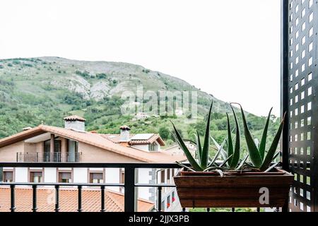 Frische Aloe Vera Pflanze wächst in Holztopf hängen auf Metallgeländer auf Balkon des modernen Wohnhauses in bergigen Landschaft Stockfoto