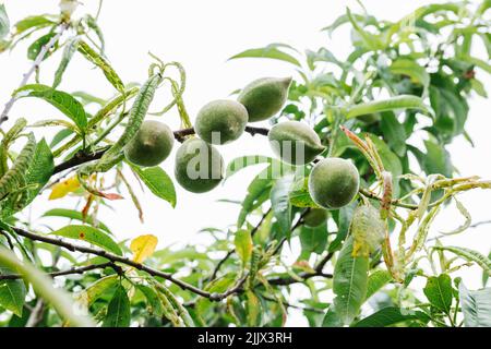 Unten von unreifen grünen Pfirsichen, die auf Ästen des Prunus davidiana-Baumes gegen den bewölkten Himmel auf dem Land wachsen Stockfoto