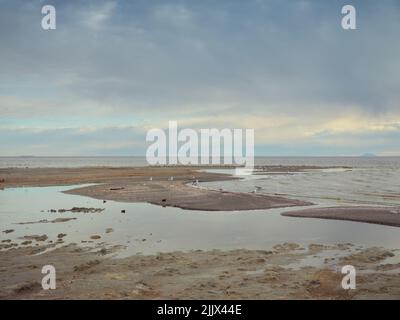 Schwarm von Möwen, die an der feuchten sandigen Küste in der Nähe des winkenden Meerwassers am bewölkten Morgenhimmel am Bombay Beach in Kalifornien, USA, sitzen Stockfoto