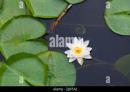 Weiße Wasserlilie in Blüte mit gelbem Zentrum und grünen Pads, die auf dem Wasser mit ungeöffneter Seerosenmatte unter Wasser schwimmen Stockfoto