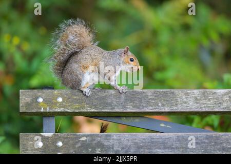 Eichhörnchen balanciert auf der Oberseite einer Schiene auf einer Parkbank mit grünem Laub im unscharf Hintergrund Stockfoto