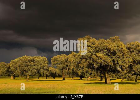 Eine Landschaftsansicht des Sturms nähert sich in der dehesa in Extremadura, Spanien Stockfoto