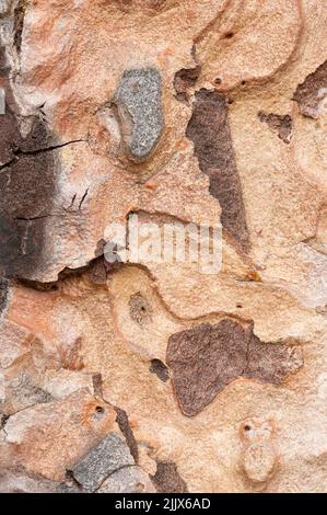 Muster und Texturen in der Rinde einer Western Yellow Pine (Pinus ponderosa) Stockfoto
