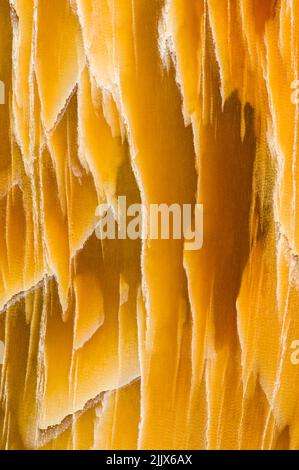 Muster in einer geschliffenen und polierten Platte aus versteinerten Hölzern aus dem Staat Washington Stockfoto