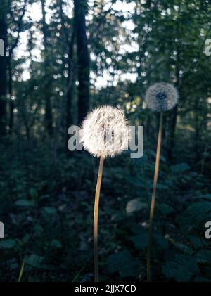 Eine selektive Fokusaufnahme von weißen, flauschigen Dandelionen im Wald Stockfoto