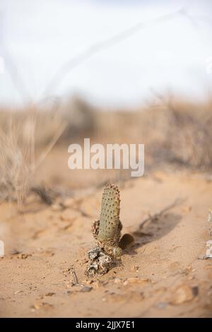 Eine vertikale selektive Fokusaufnahme eines kleinen Kaktus, der in einer Wüste mit klarem blauen Himmel wächst. Stockfoto