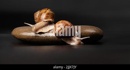 Zwei Traubenschnecken sitzen auf einem Stein auf dunklem Grund. Stockfoto