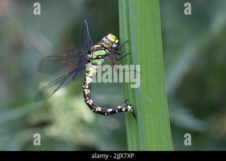 Blauer (südlicher) Hawker (Aeshna cyanea), eierlegende, eierlegende Fliege Norwich GB, Großbritannien, Juli 2022 Stockfoto