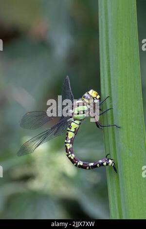 Blauer (südlicher) Hawker (Aeshna cyanea), eierlegende, eierlegende Fliege Norwich GB, Großbritannien, Juli 2022 Stockfoto