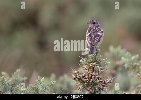 Steinechat (Saxicola torquata) juvenile Suffolk GB Juli 2022 Stockfoto