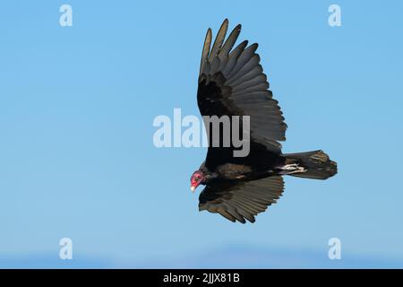 Der Türkeigeier scannt den Boden, während er an einem blauen Himmel über West-Washington aufsteigt, wobei der rote Kopf sichtbar ist und Schwanz und Flügel ausgestreckt sind Stockfoto