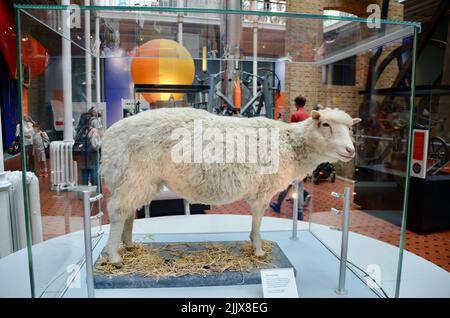 dolly das Schaf National Museum of scotland edinburgh Royal Mile scotland im Sommer 2022 Großbritannien Stockfoto