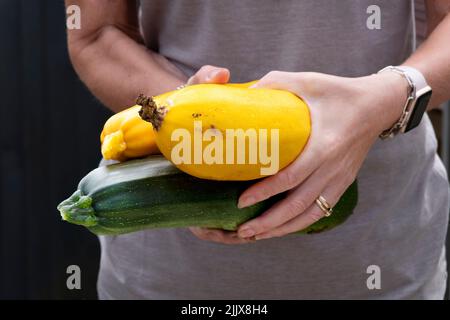 Eine Gärtnerin hält grüne und goldene Zucchini oder Zucchini in ihren Händen. Das Gemüse wurde in ihrem Garten selbst angebaut und frisch gepflückt Stockfoto