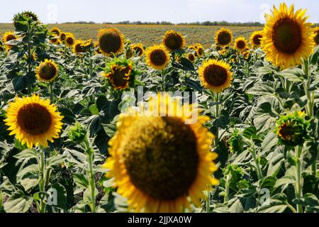 Oblast Odessa, Odessa, Ukraine. 27.. Juli 2022. Ein Sonnenblumenfeld im Gebiet Odesa, inmitten russischer Angriffe auf ukrainische Seehäfen im Schwarzen Meer nach einem Exportabkommen zwischen Kiew und Moskau. Während des Krieges sagen die örtlichen Bauernbesitzer in Odessa, dass die Kosten für die Landwirtschaft wie Brennstoffe und Düngemittel in die Höhe geschossen wurden, während die Produktion von Getreide, Weizen und Sonnenblumenöl weitgehend zurückgegangen ist, da qualifizierte Arbeitskräfte aufgefordert werden, sich an den Kämpfen gegen Russland zu beteiligen. (Bild: © Daniel Ceng Shou-Yi/ZUMA Press Wire) Stockfoto