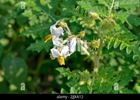 Klebrige Nachtschatten- oder Litchi-Tomatenblumen (Solanum sisymbriifolium) Stockfoto