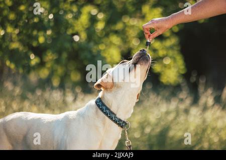 CBD-Hanföl mit einer Pipette an den Hund geben Stockfoto