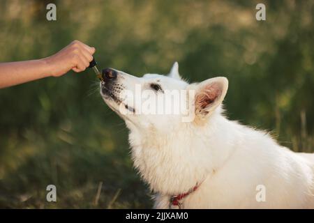 CBD-Hanföl mit einer Pipette an den Hund geben Stockfoto