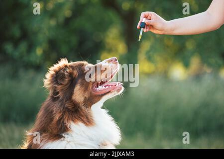 CBD-Hanföl mit einer Pipette an den Hund geben Stockfoto