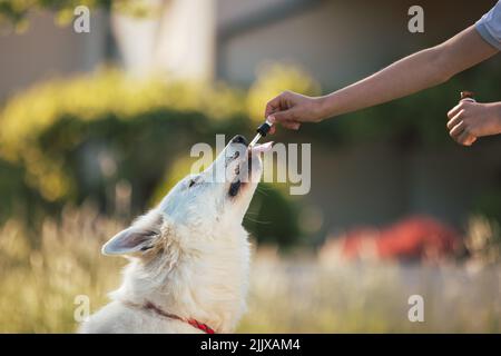 CBD-Hanföl mit einer Pipette an den Hund geben Stockfoto