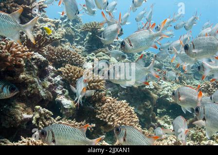 Schwarm von Lattice Soldatenfische Myripristis Violacea Mahe, Seychellen, Indischer Ozean Stockfoto