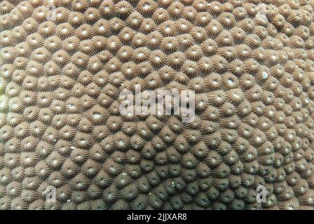 Nahaufnahme von steinernen Korallen Diploastrea heliopora Gehirnkorallen, die unter Wasser auf den Seychellen fotografiert wurden Stockfoto