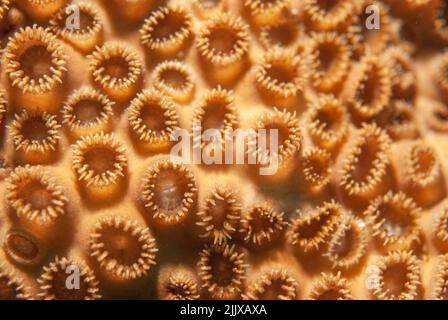 Nahaufnahme von steinernen Korallen Diploastrea heliopora Gehirnkorallen, die unter Wasser auf den Seychellen fotografiert wurden Stockfoto