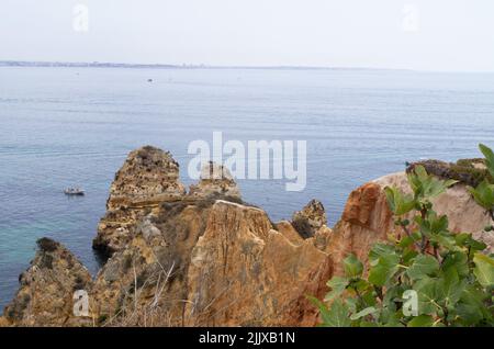 Lagos, Portugal. 21.. Juli 2022. Ein Feigenbaum wächst in der Nähe des Strandes 'Praia do Camilo' auf den Felsen der Algarve. Quelle: Viola Lopes/dpa/Alamy Live News Stockfoto