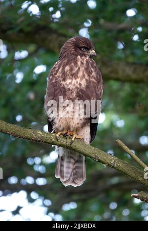 Ein gemeiner Bussard, der auf einem Ast eines Baumes sitzt. Das Licht durch die Blätter bildet ein schönes Bokeh Stockfoto