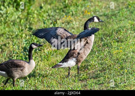 Kanadagans (Branta canadensis) flattern mit den Flügeln auf Wiese/Grasland Stockfoto