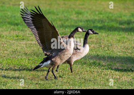 Zwei Kanadagänse (Branta canadensis) flattern mit den Flügeln auf Wiese/Grasland Stockfoto