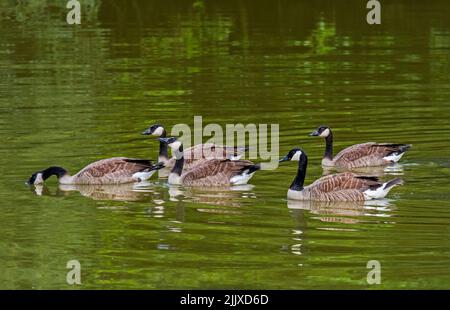 Erwachsene Kanadagans (Branta canadensis) mit vier Jungtieren, die im Sommer im Teich schwimmen Stockfoto